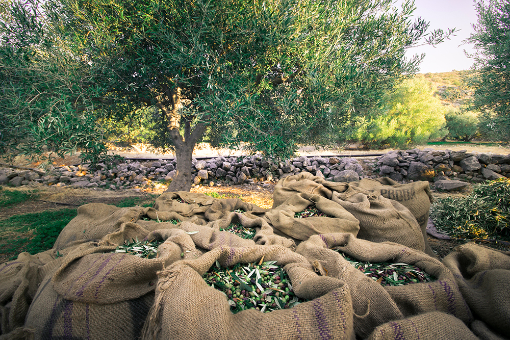 Olio extravergine di oliva