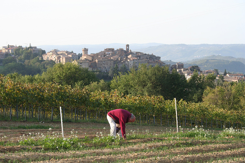Azienda agricola A. Ludovici