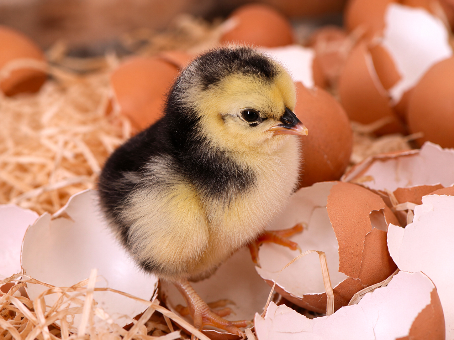 Le uova fertili di gallina: Cosa Sono e Come Vengono Utilizzate